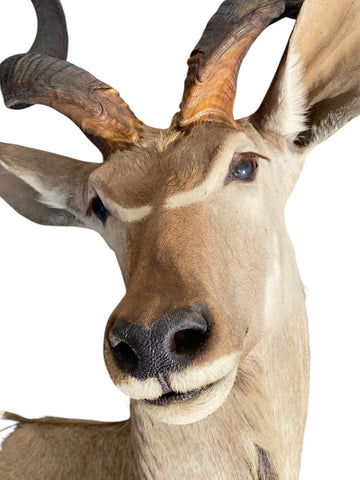Greater Kudu Half Mount - Paulski Art