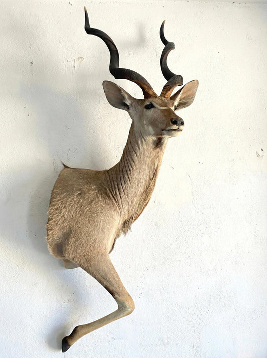 Greater Kudu Half Mount - Paulski Art