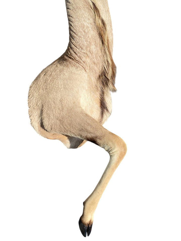 Greater Kudu Half Mount - Paulski Art