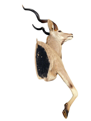 Greater Kudu Half Mount - Paulski Art