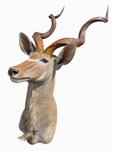 Greater Kudu Taxidermy Mount - Paulski Art
