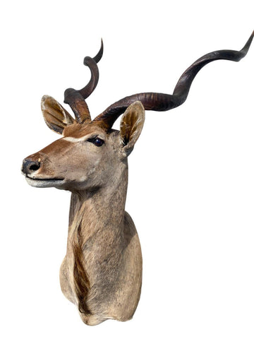 Greater Kudu Taxidermy Mount - Paulski Art