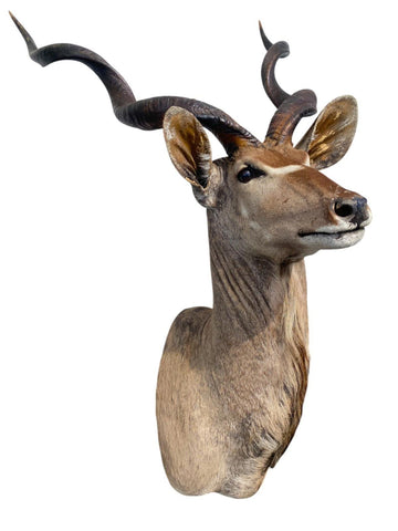 Greater Kudu Taxidermy Mount - Paulski Art