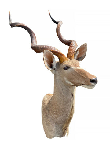 Greater Kudu Taxidermy Mount - Paulski Art