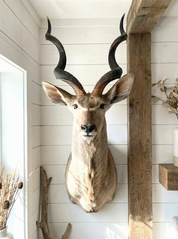 Greater Kudu Taxidermy Mount - Paulski Art