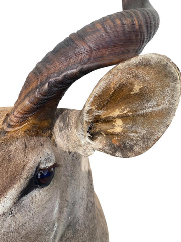 Greater Kudu Taxidermy Mount - Paulski Art