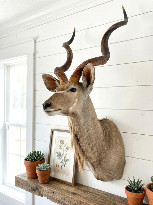 Greater Kudu Taxidermy Mount - Paulski Art