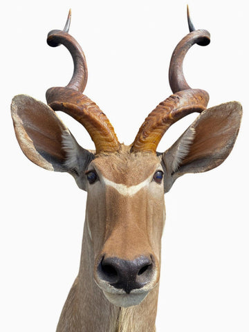 Greater Kudu Taxidermy Mount - Paulski Art