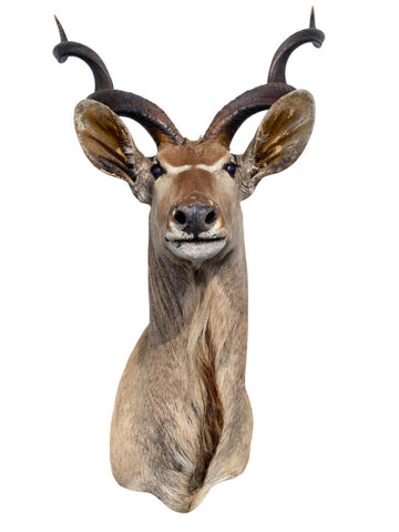 Greater Kudu Taxidermy Mount - Paulski Art