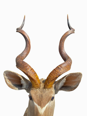 Greater Kudu Taxidermy Mount - Paulski Art