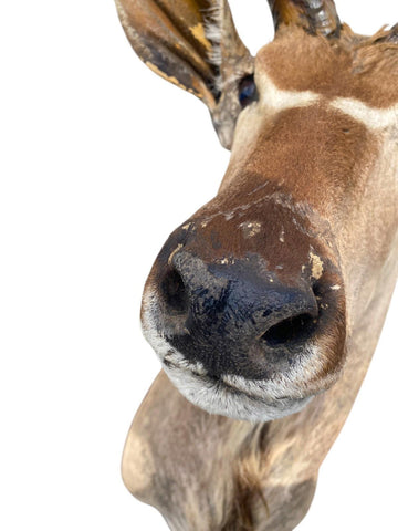 Greater Kudu Taxidermy Mount - Paulski Art