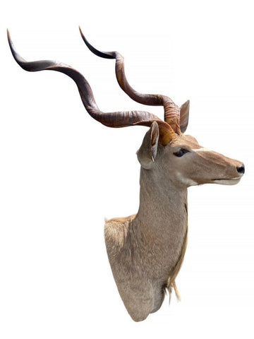 Greater Kudu Taxidermy Mount - Paulski Art