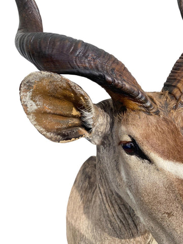 Greater Kudu Taxidermy Mount - Paulski Art