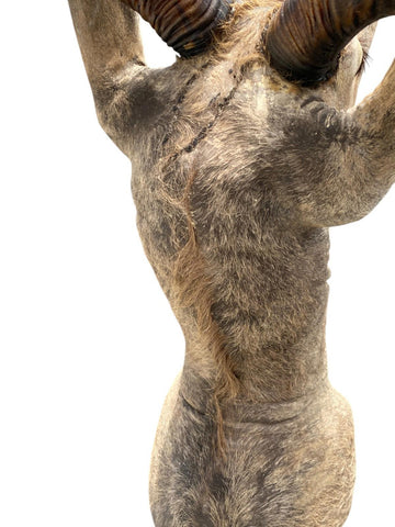 Greater Kudu Taxidermy Mount - Paulski Art