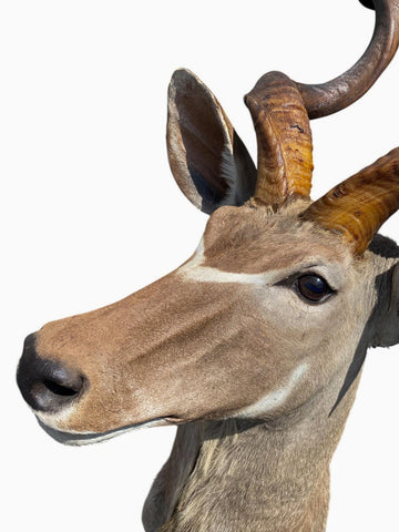 Greater Kudu Taxidermy Mount - Paulski Art