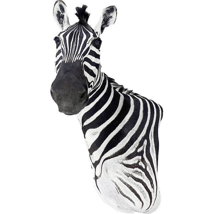 Trophy Zebra Shoulder Mount