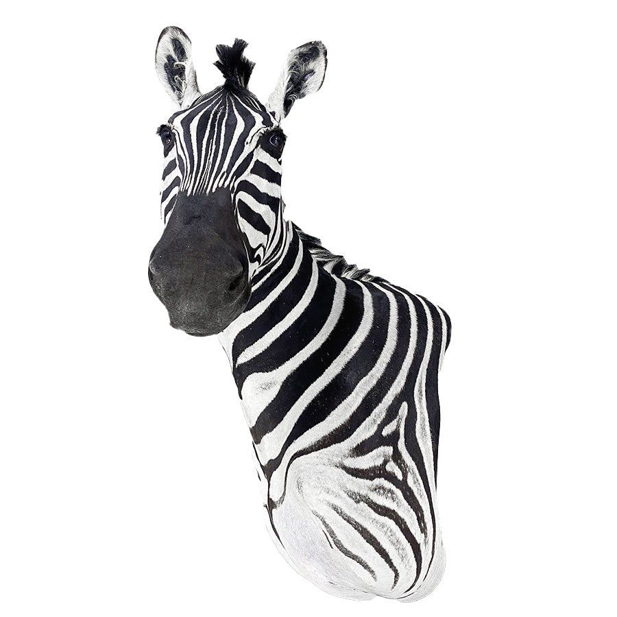 Trophy Zebra Shoulder Mount