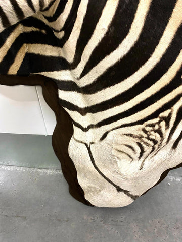 Wooden Burchell Zebra Mount - Paulski Art