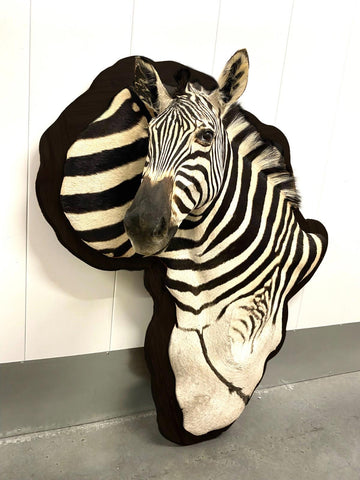 Wooden Burchell Zebra Mount - Paulski Art
