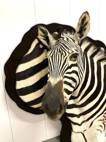 Wooden Burchell Zebra Mount - Paulski Art