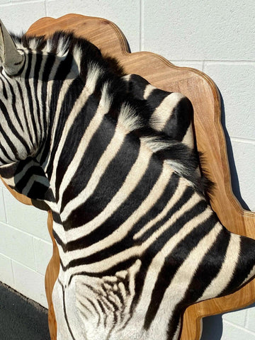 Wooden Burchell Zebra Mount - Paulski Art