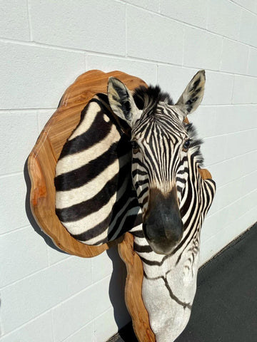 Wooden Burchell Zebra Mount - Paulski Art