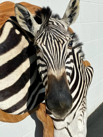 Wooden Burchell Zebra Mount - Paulski Art