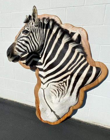 Wooden Burchell Zebra Mount - Paulski Art