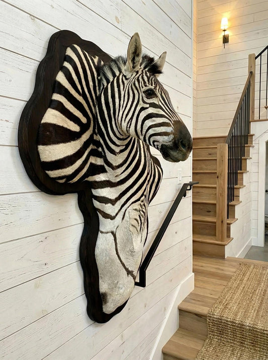 Wooden Burchell Zebra Mount - Paulski Art