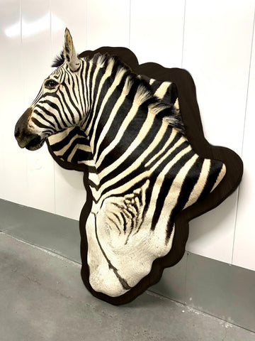 Wooden Burchell Zebra Mount - Paulski Art