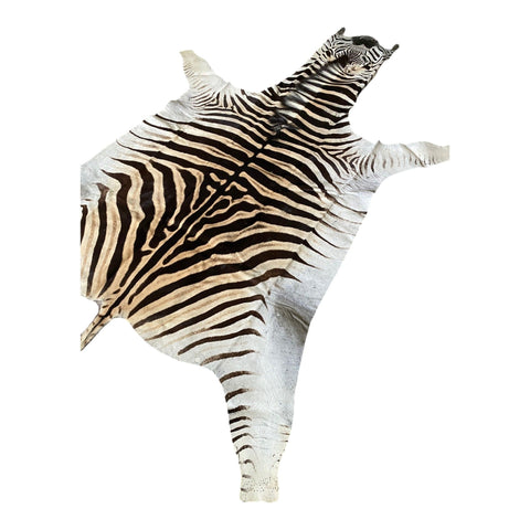 Non Felted A Grade Zebra Hide Rug #3