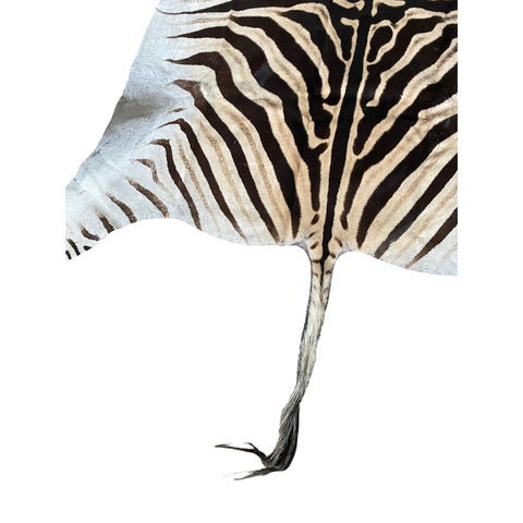 Non Felted A Grade Zebra Hide Rug #3