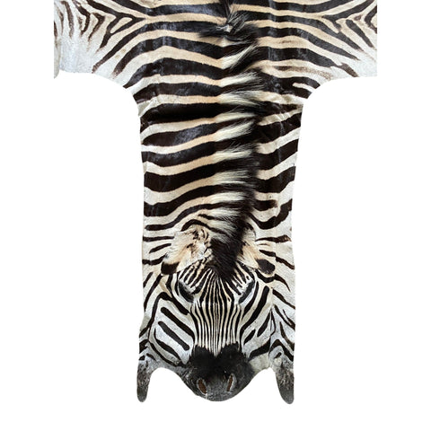 Non Felted A Grade Zebra Hide Rug #3