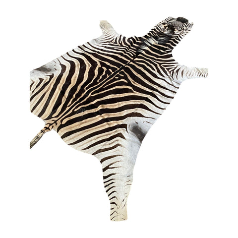 Non Felted A Grade Zebra Hide Rug #3
