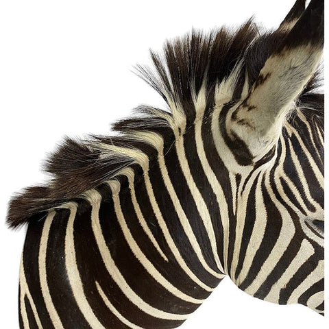 African Zebra Shoulder Mount Taxidermy